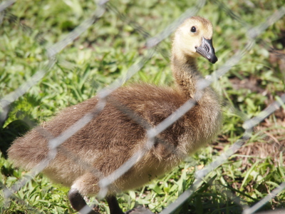 [Gosling standing on its stout legs staring through a metal-link fence into the camera. This one's head is still mostly light yellow.]